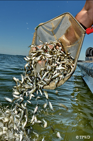 Hybrid striped bass